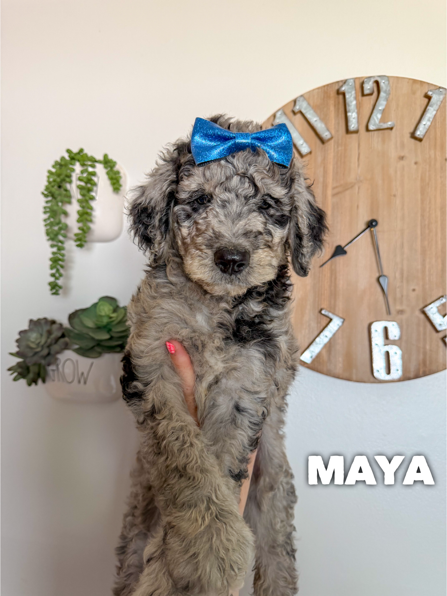 Maya 1